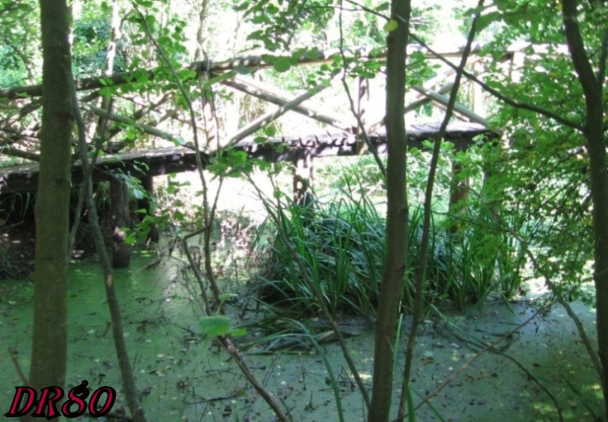 Albero da determinare!!!  Malus sp.